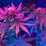 Is Change Coming to the Cannabis Industry? Cannatech
